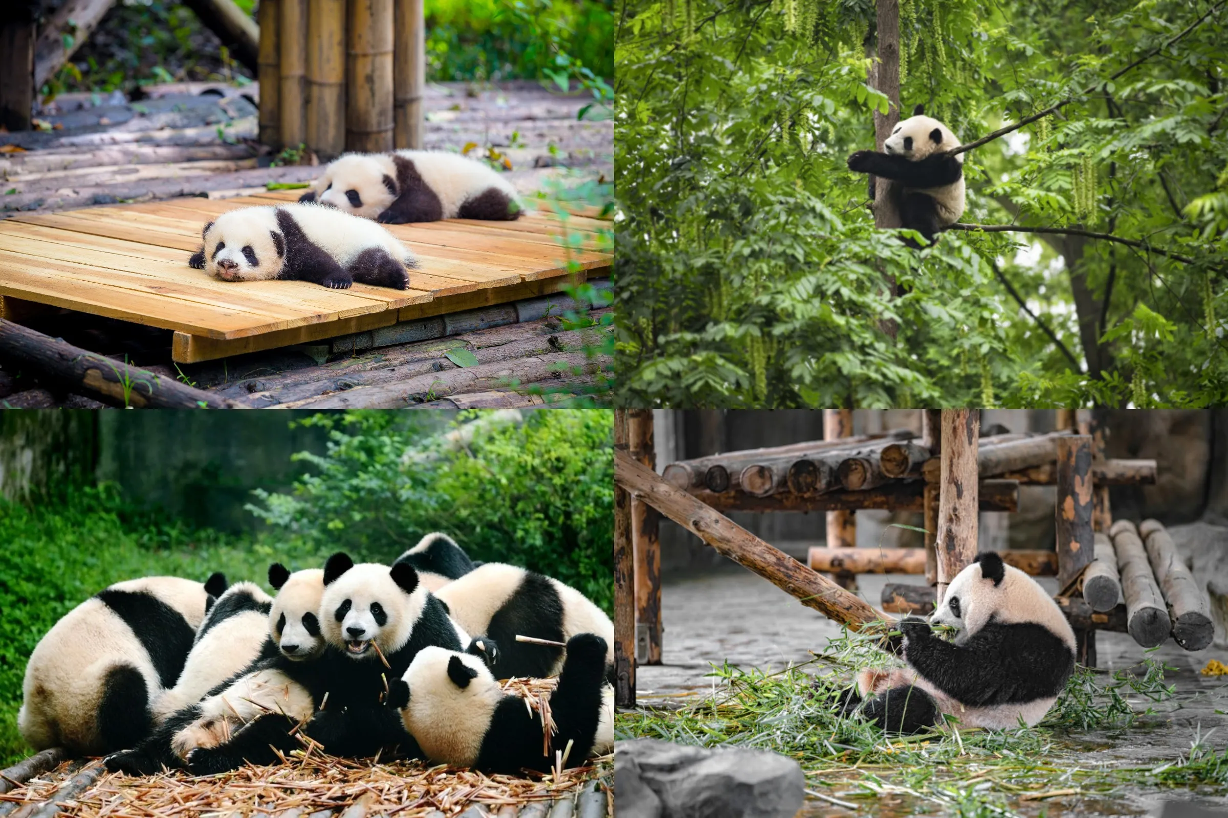 Panda Valley & Dujiangyan