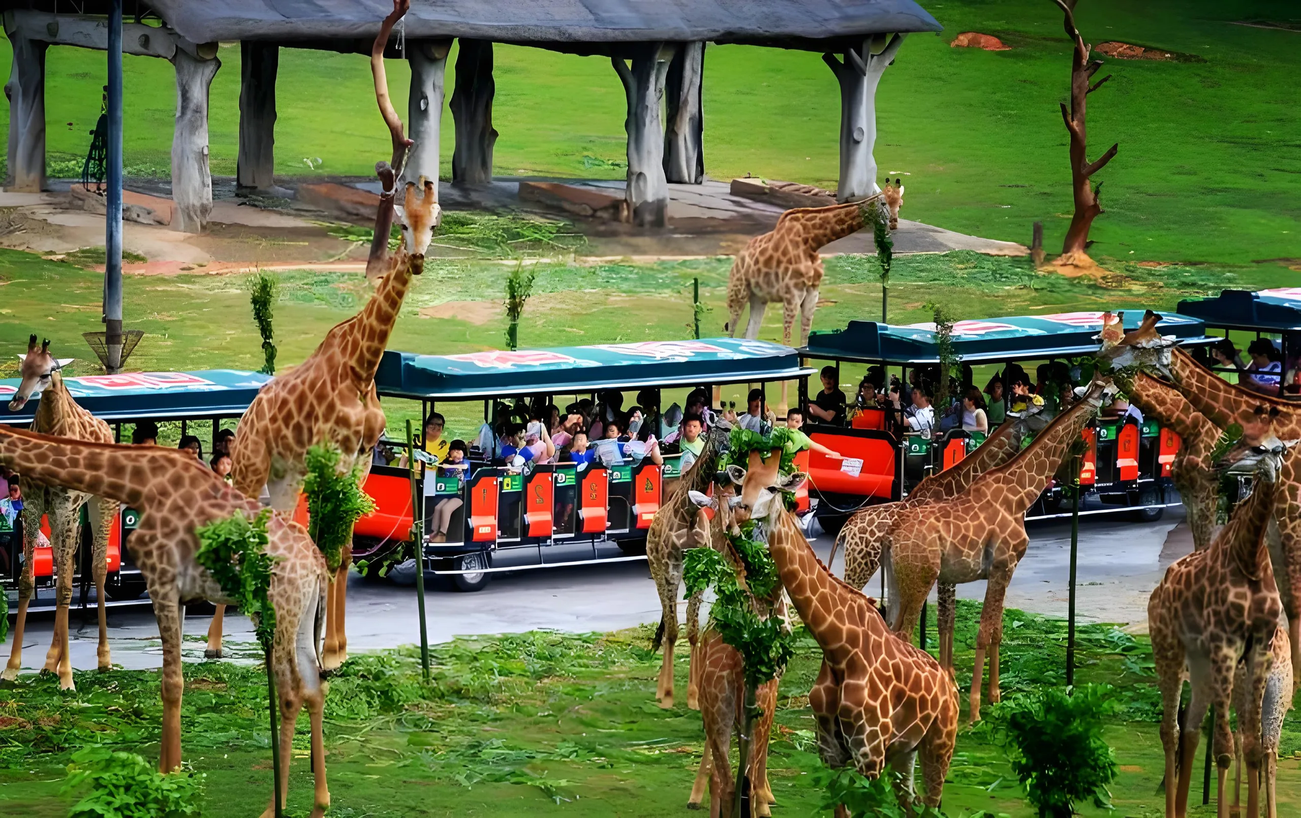 Guangzhou Chimelong Safari Park / Gulong Gorge Adventure