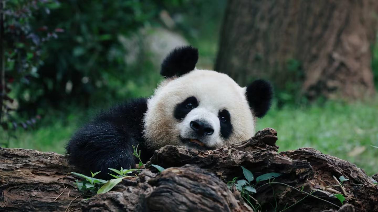 Chengdu Research Base of Giant Panda Breeding
